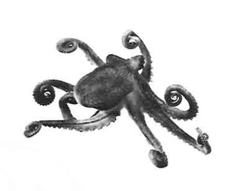 Eames octopus