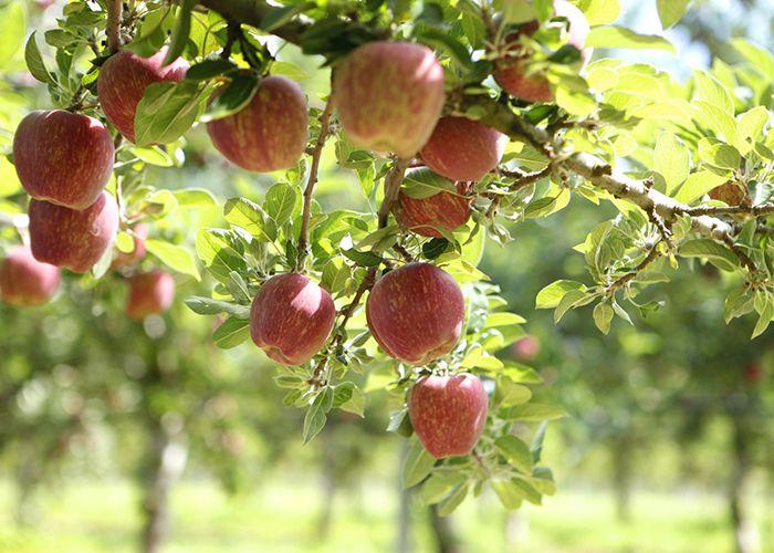 Photo: Batlow Apples