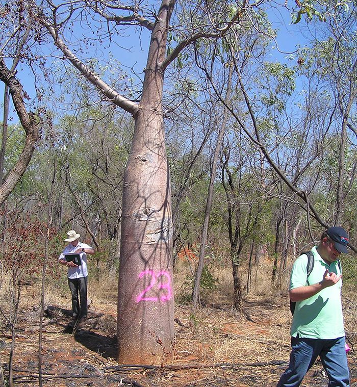 Tagging Boabs for relocation for the prison development. Image: Michael White.
