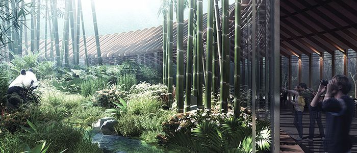 Giant Panda Hassell-tw