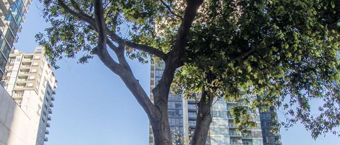 Melbourne tree-tw