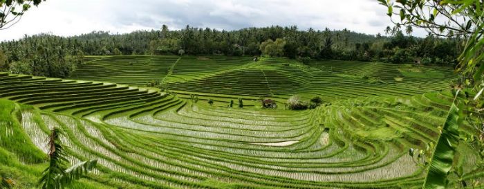 Bali’s Subak, the thousand-year-old terraced rice patties, called the most productive agrarian system in the world and linked to a sacred cosmology, now has World Heritage status. This is expected to attract more tourists, which the area, already stressed by unmanaged tourism, is not prepared for. The Indonesian Ministry for Culture and Education commissioned a plan from Studio Rede and collaborators to guide the flow of tourists. The concept includes walks and lookouts, upgraded museum exhibits and e-commerce systems.