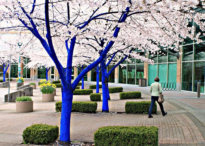 Blue Trees for the Vancouver Biennale 2009 to 2011.
