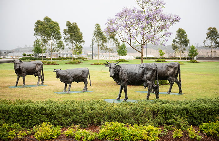 Cow sculptures in Perich Park: a nod to the pastoral history of the site.
