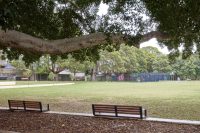 Johnson Park. Shaded park scene with a large tree branch overhead, wooden benches in the foreground, and a grassy field beyond.