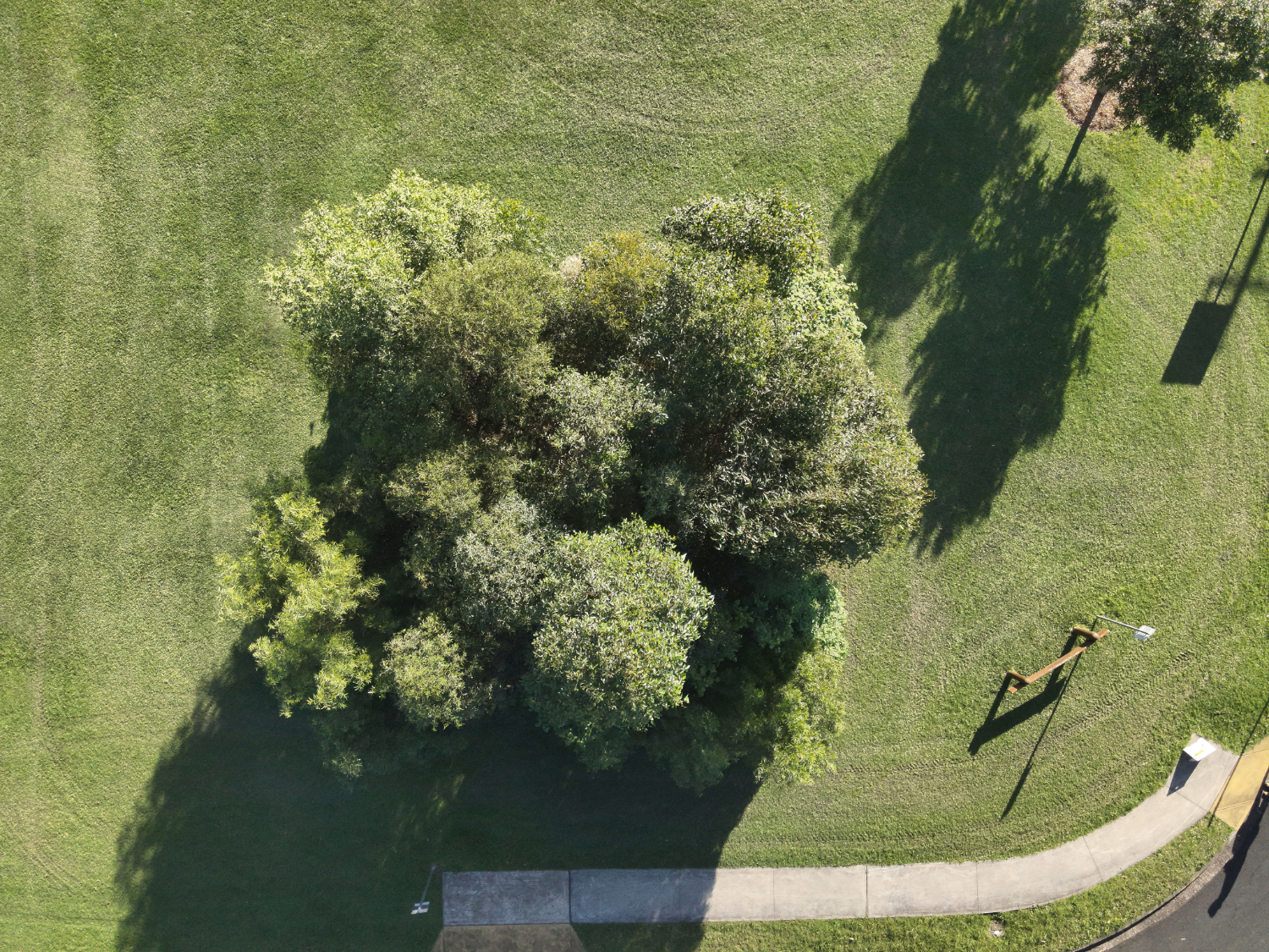 Tiny Forests Tarrawanna Harrigan Park