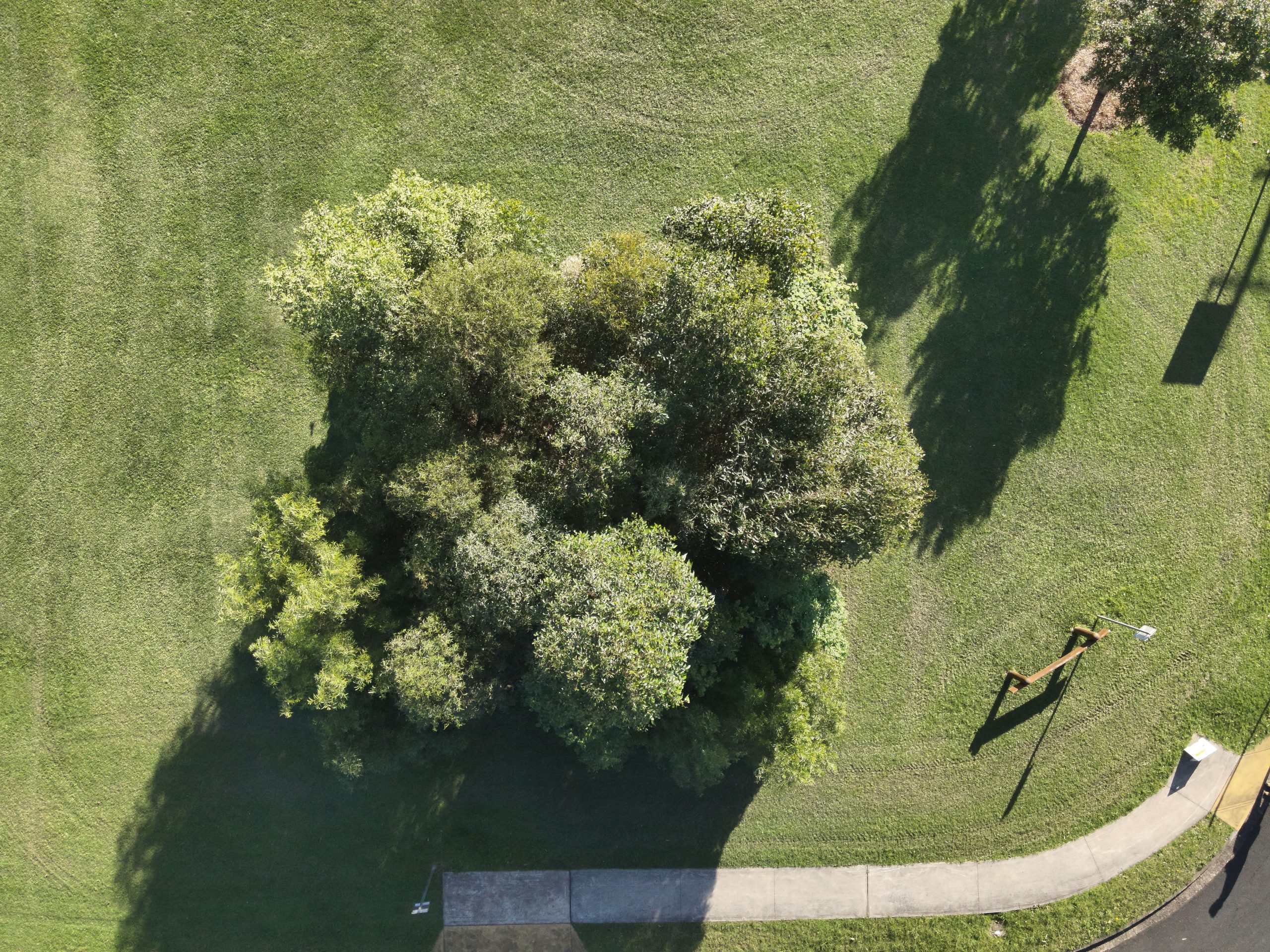 Tiny Forests Tarrawanna Harrigan Park