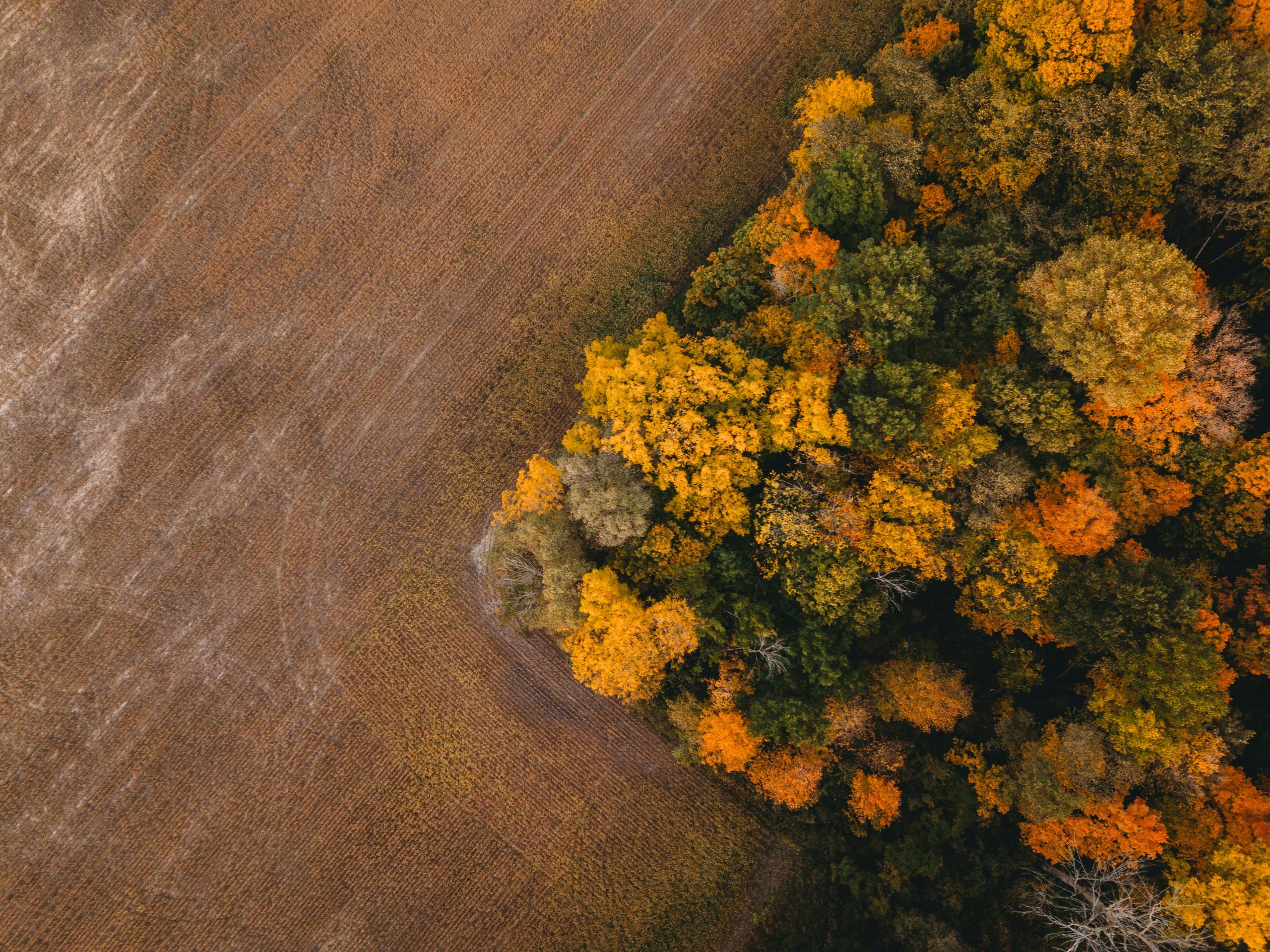 Tiny Forests